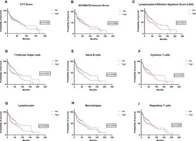 Prognostic impact of intra- and peritumoral immune cell subpopulations in head and neck squamous cell carcinomas – comprehensive analysis of the TCGA-HNSC cohort and immunohistochemical validation on 101 patients